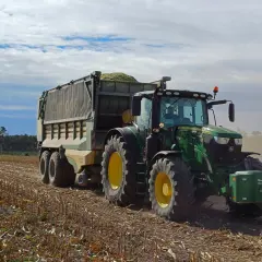 Zielony traktor z przyczepą pełną zielonki zts pracuje na polu po żniwach.