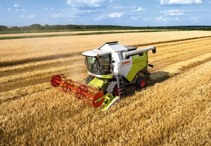 Kombajn zbożowy Claas Dominator w akcji, zbierający złote kłosy pszenicy na słonecznym polu.