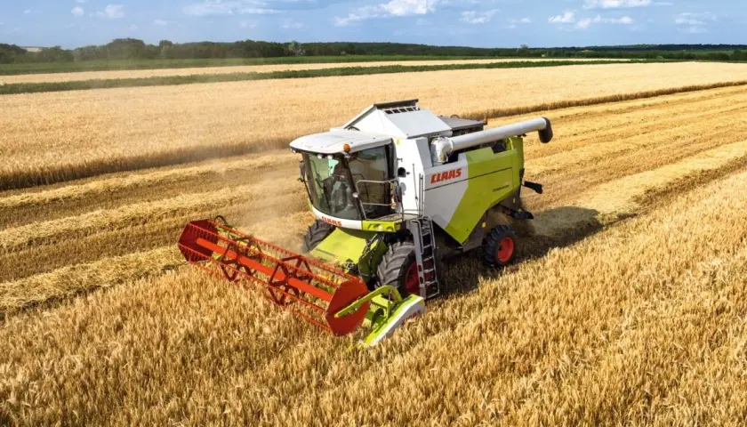 Kombajn zbożowy Claas Dominator w akcji, zbierający złote kłosy pszenicy na słonecznym polu.