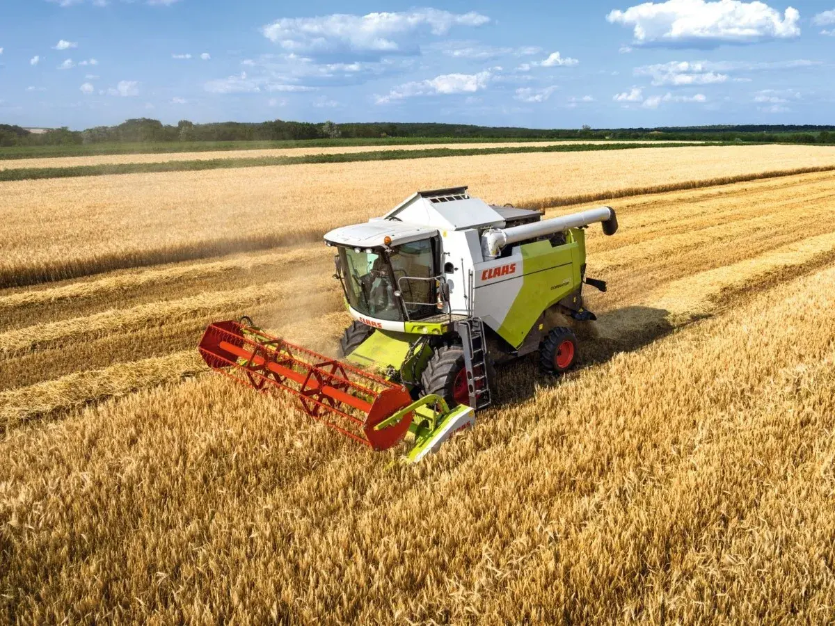 Kombajn zbożowy Claas Dominator w akcji, zbierający złote kłosy pszenicy na słonecznym polu.